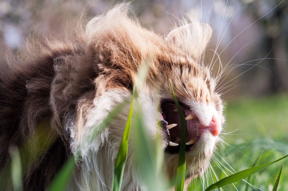 gatto che mangia fili d'erba